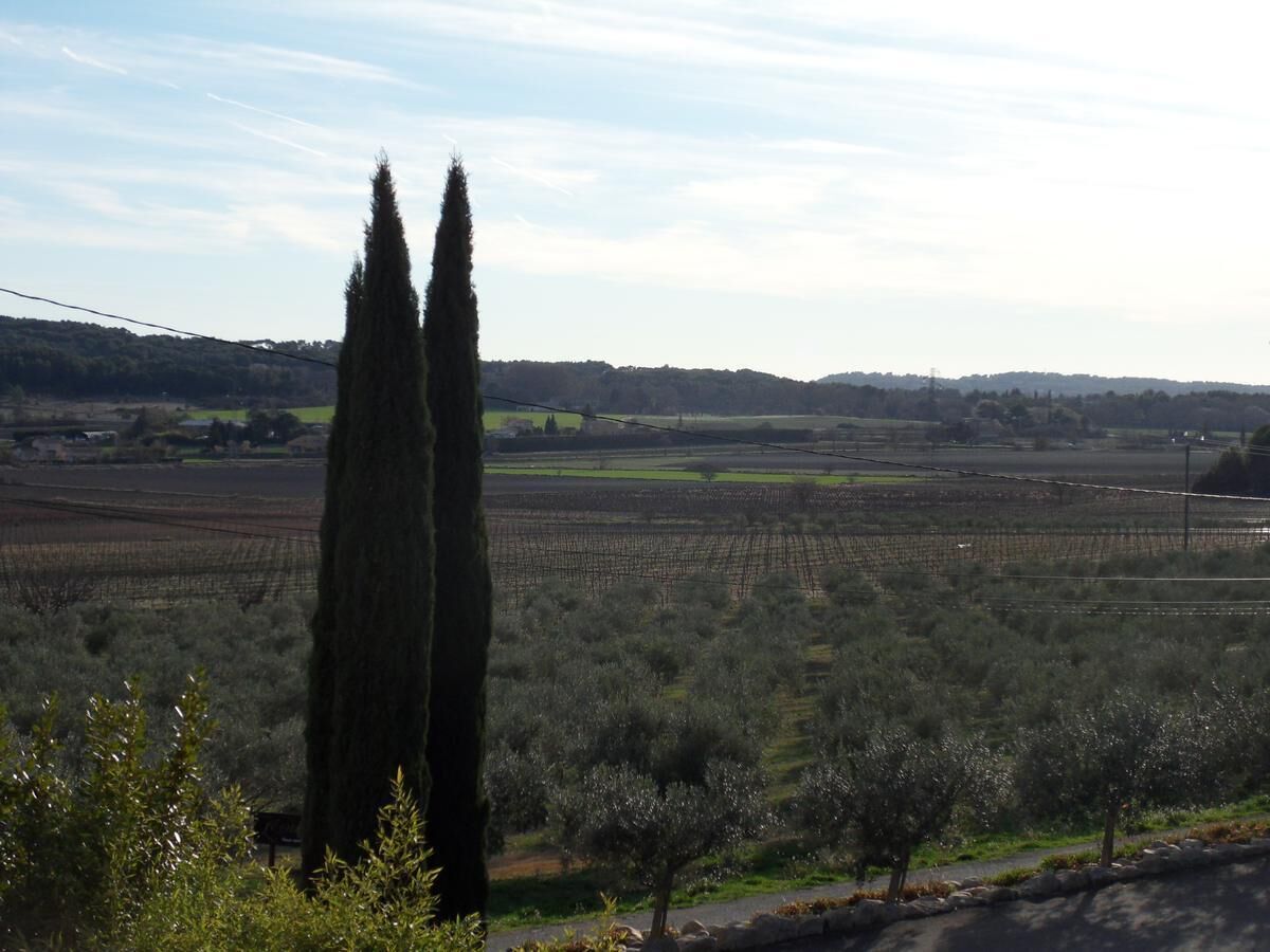 Viñedo con hileras de parras y un ciprés alto al frente.