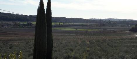 Viñedo con hileras de parras y un ciprés alto al frente.