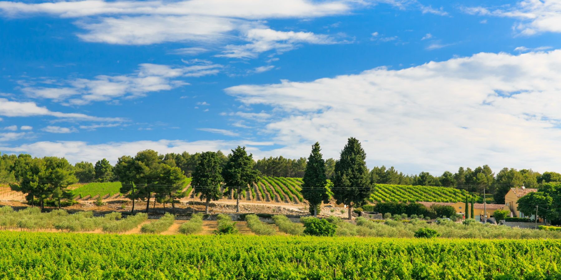 A vineyard with rows of grapevines, a clear sky, and a few trees.