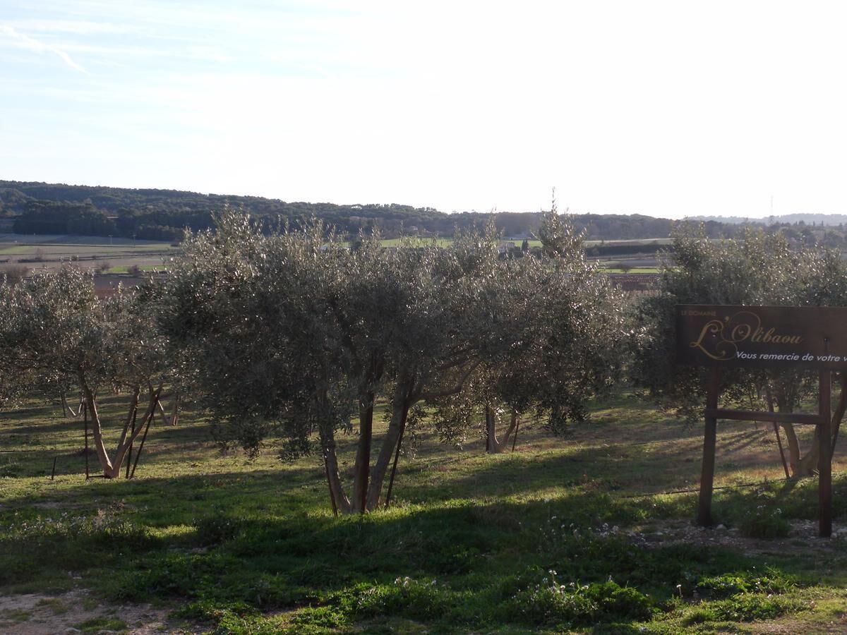 Un letrero muestra el texto 'L'Olive' y 'Gracias por su visita' en un entorno rural con olivos.