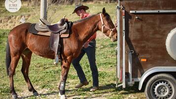 Un cheval équipé d’une selle et d’un mors, une remorque et une personne portant un jean et un chapeau.