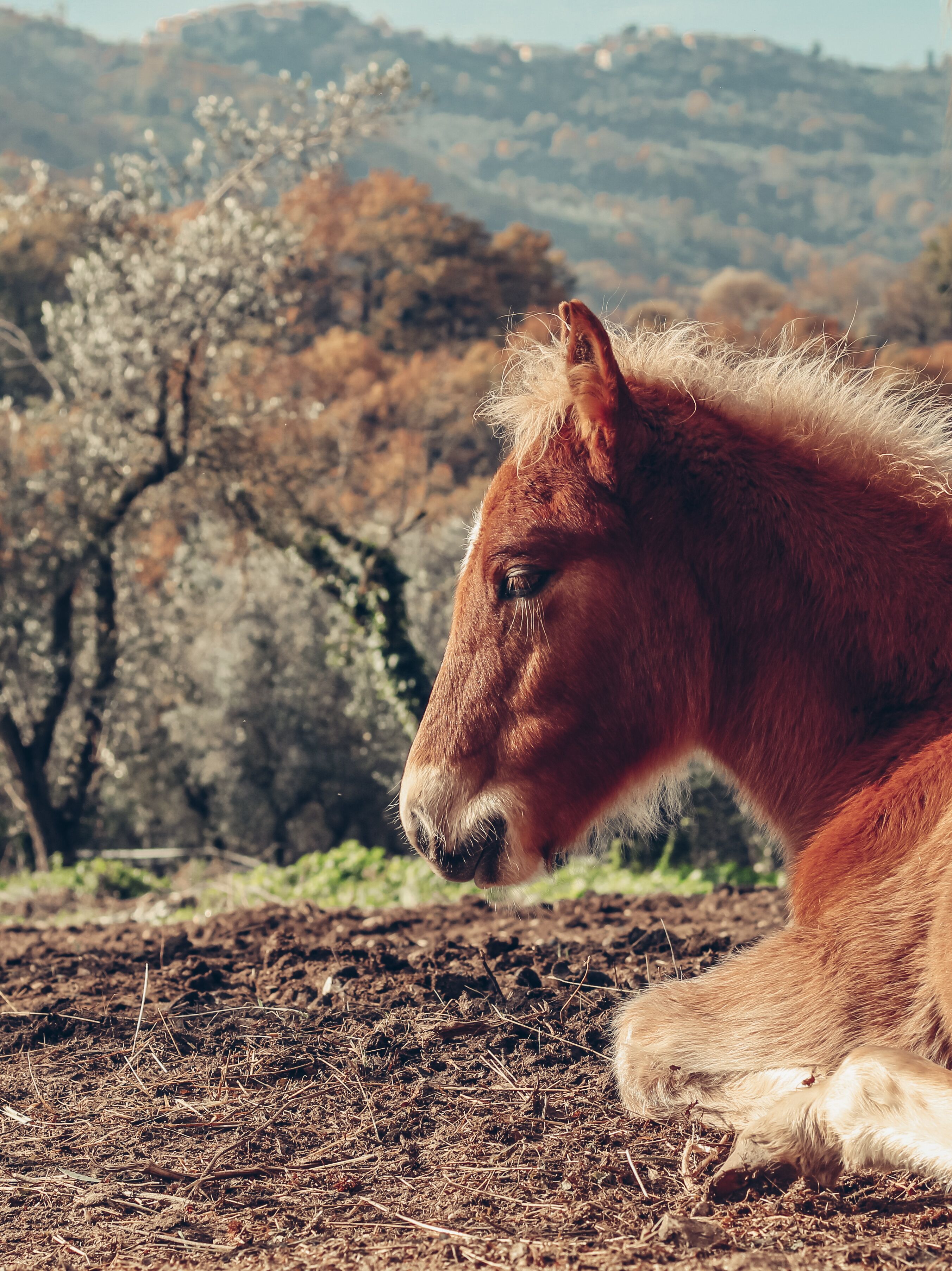 Un caballo tumbado en el suelo con montañas al fondo.