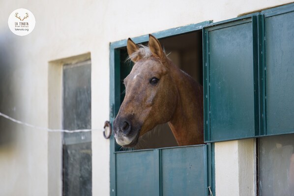Een paard kijkt door een staldeur.