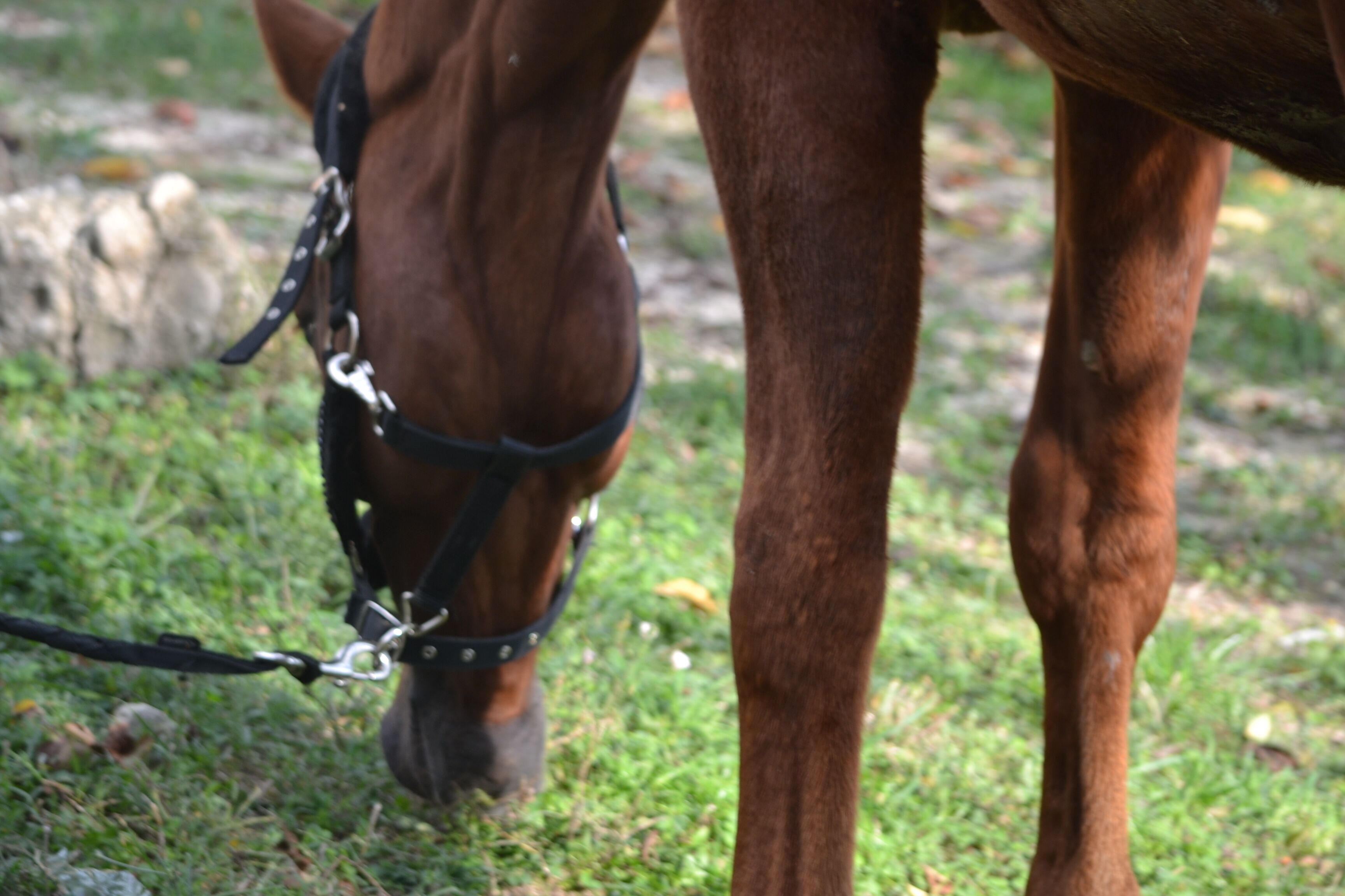 Primer plano de la cabeza y cuello de un caballo con brida, de pie sobre césped.