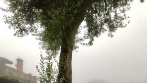 A foggy outdoor scene with a large tree, a bench, and a pathway.