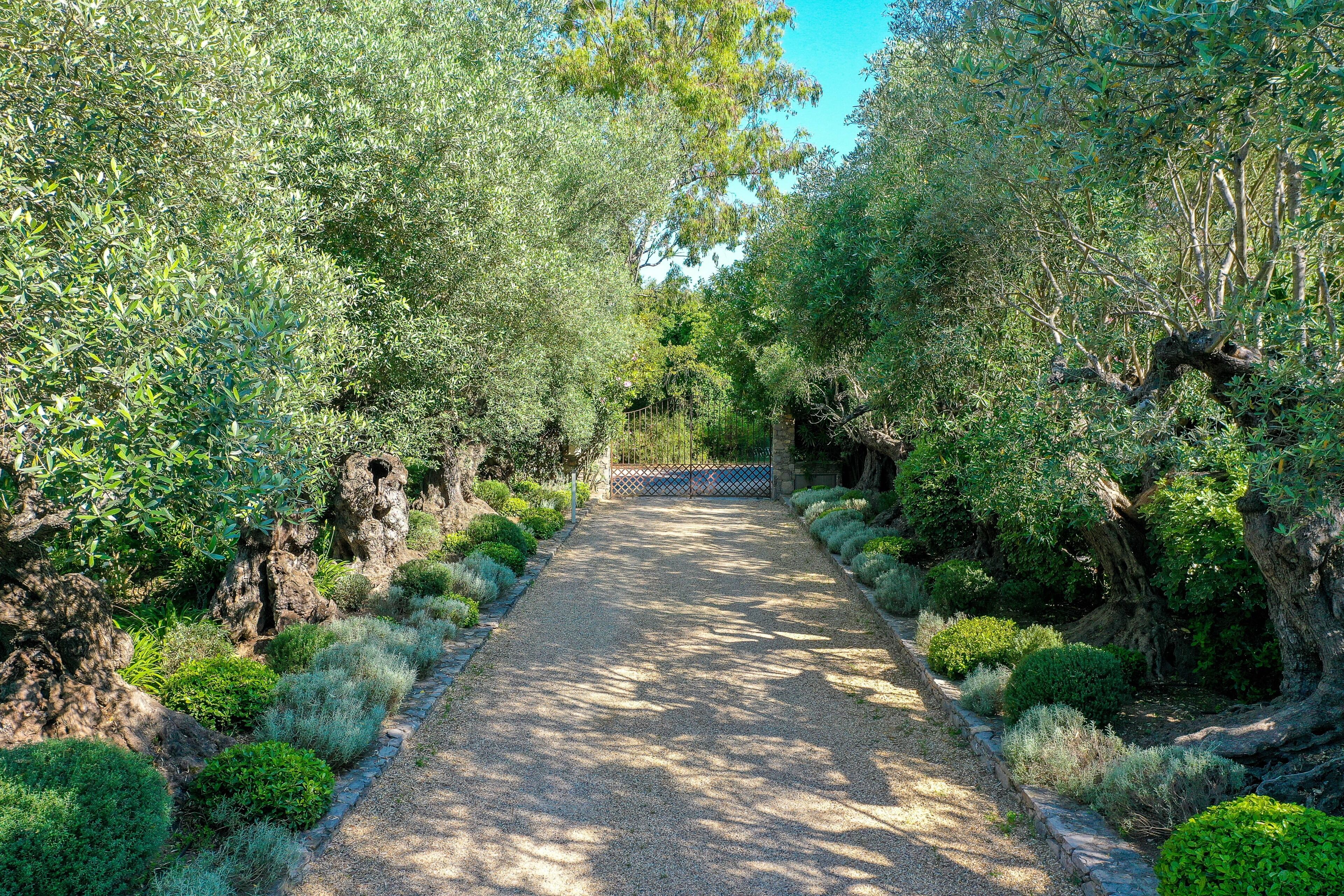 Un sendero de grava bordeado por densa vegetación y árboles, que conduce a una entrada con portón.