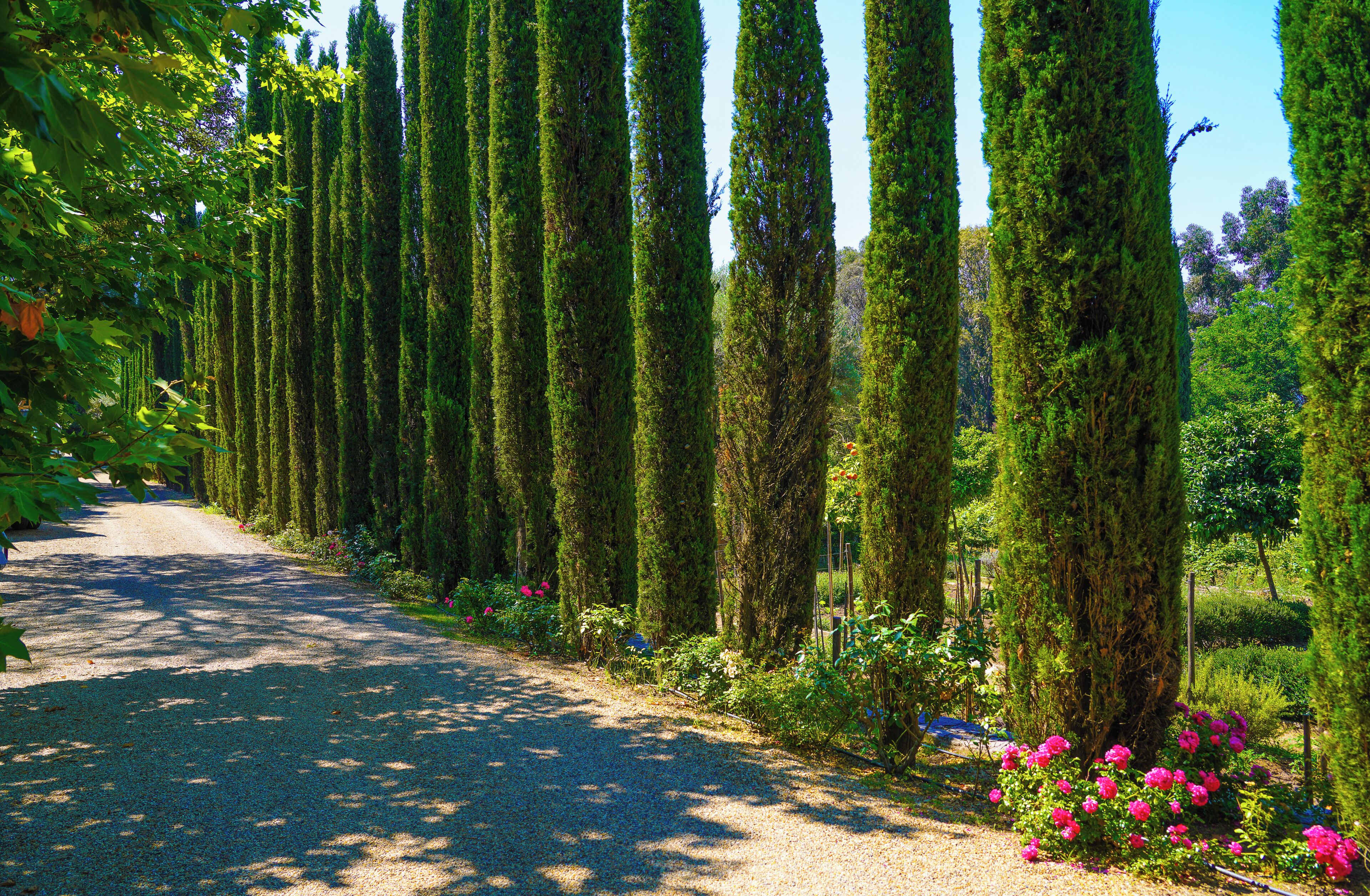 A gravel path flanked by tall, green coniferous trees and pink flowers.