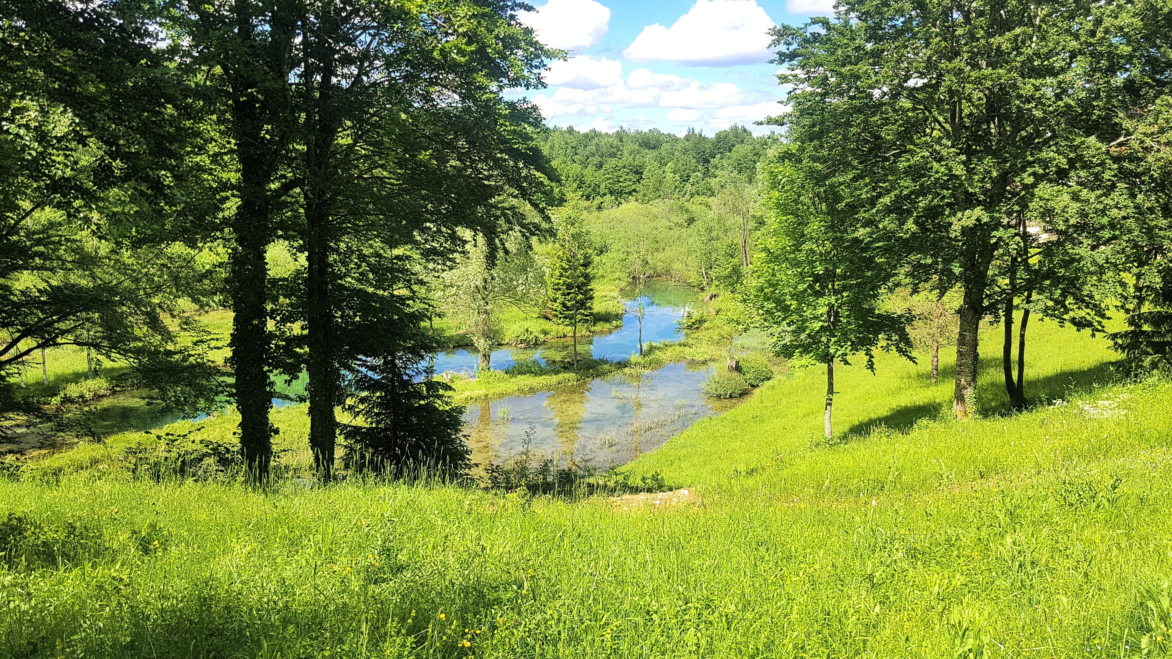 A lush green landscape with a small pond surrounded by trees and grass.