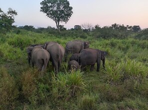 Safari - Sigiriya Danu homestay (Sigiriya)