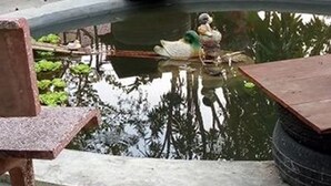 Un estanque con un pato, rodeado de plantas en macetas y mobiliario de exterior.
