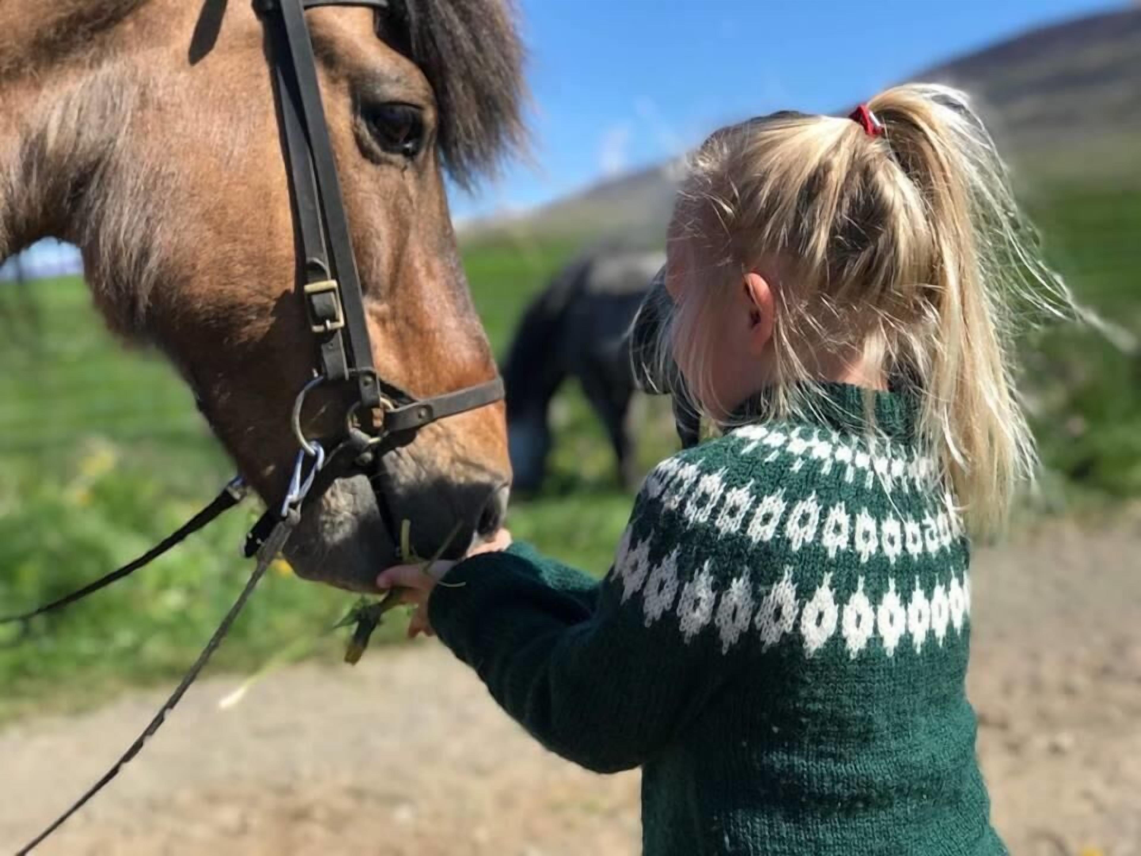 A person interacting with a horse in an outdoor setting.