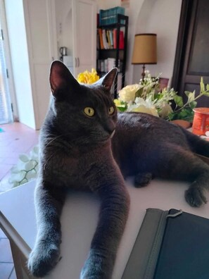 A grey cat lying on a table with a laptop and a lamp in the background. - Il Cielo di Lucio (Pisa)