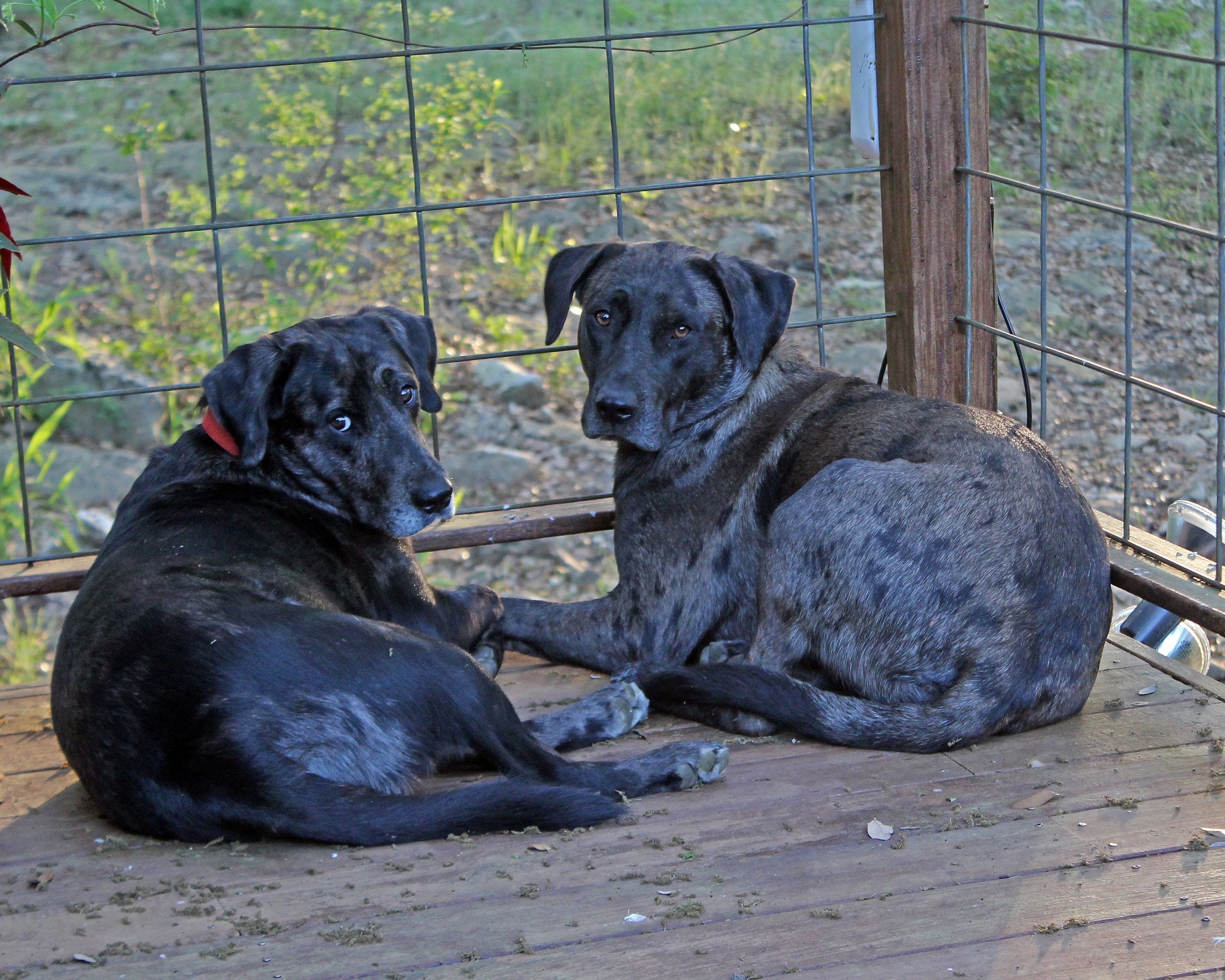 Two dogs sitting on a wooden deck, enclosed by a metal fence.