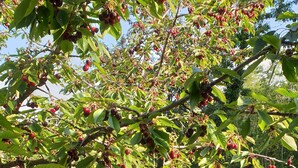 A tree with red fruits, green leaves, and a stone wall in the background. - Secluded  Villa, large refreshing  pool, tranquility, family&pet friendly (Frankovići)