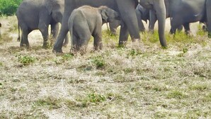 Safari
