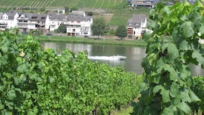 A vineyard with rows of grapevines and a river in the foreground. There are buildings with multiple stories and balconies along the riverbank.