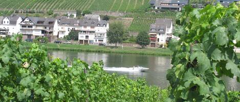 A vineyard with rows of grapevines and a river in the foreground. There are buildings with multiple stories and balconies along the riverbank.