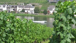 A vineyard with rows of grapevines and a river in the foreground. There are buildings with multiple stories and balconies along the riverbank.