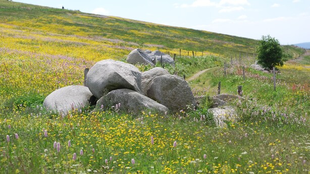 Un campo cubierto de hierba con grandes rocas y un sendero.