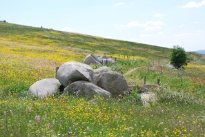 Een grasveld met grote rotsen en een pad.