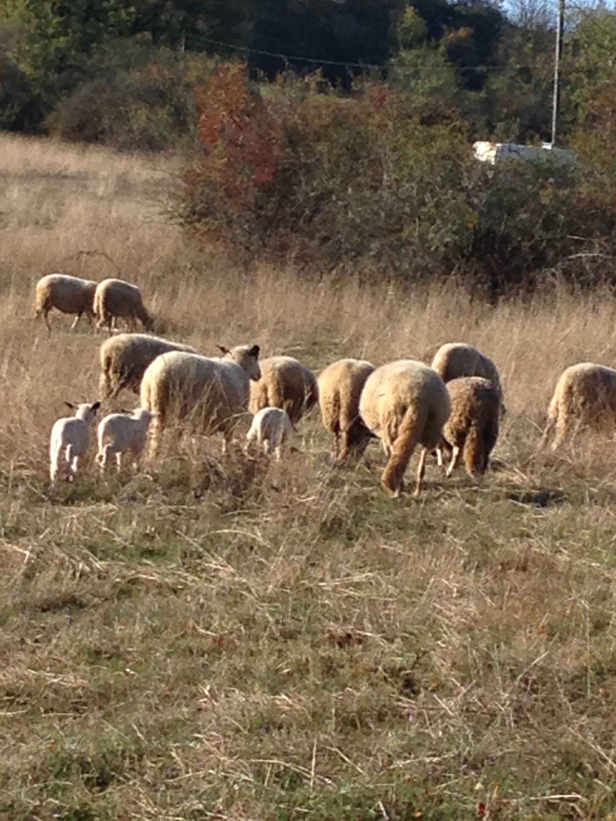A group of sheep grazing in a field with dry grass and some bushes in the background.
