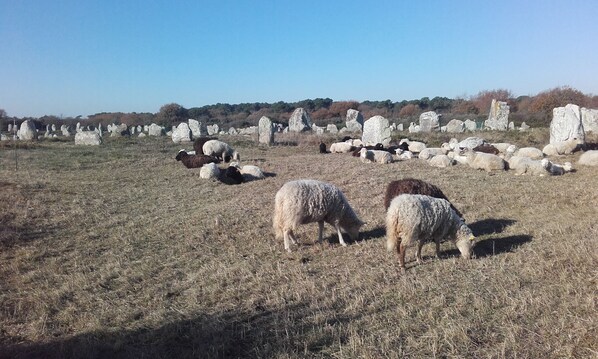 Um campo com ovelhas pastando e grandes pedras espalhadas.