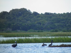 Pool - Salt Water Canal home w/Dock, Family/Pet Friendly, close to Beach and A1A (Palm Coast)