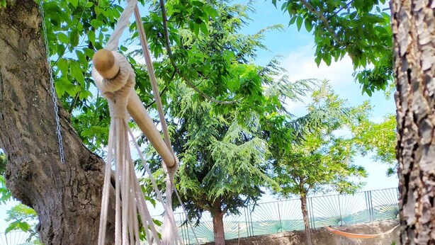 Un'altalena di legno appesa a un albero in una zona erbosa, con un recinto e alberi sullo sfondo.