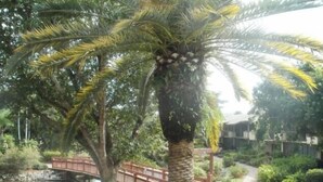 Una palmera con cocos, un puente de madera y un sendero en un área ajardinada.