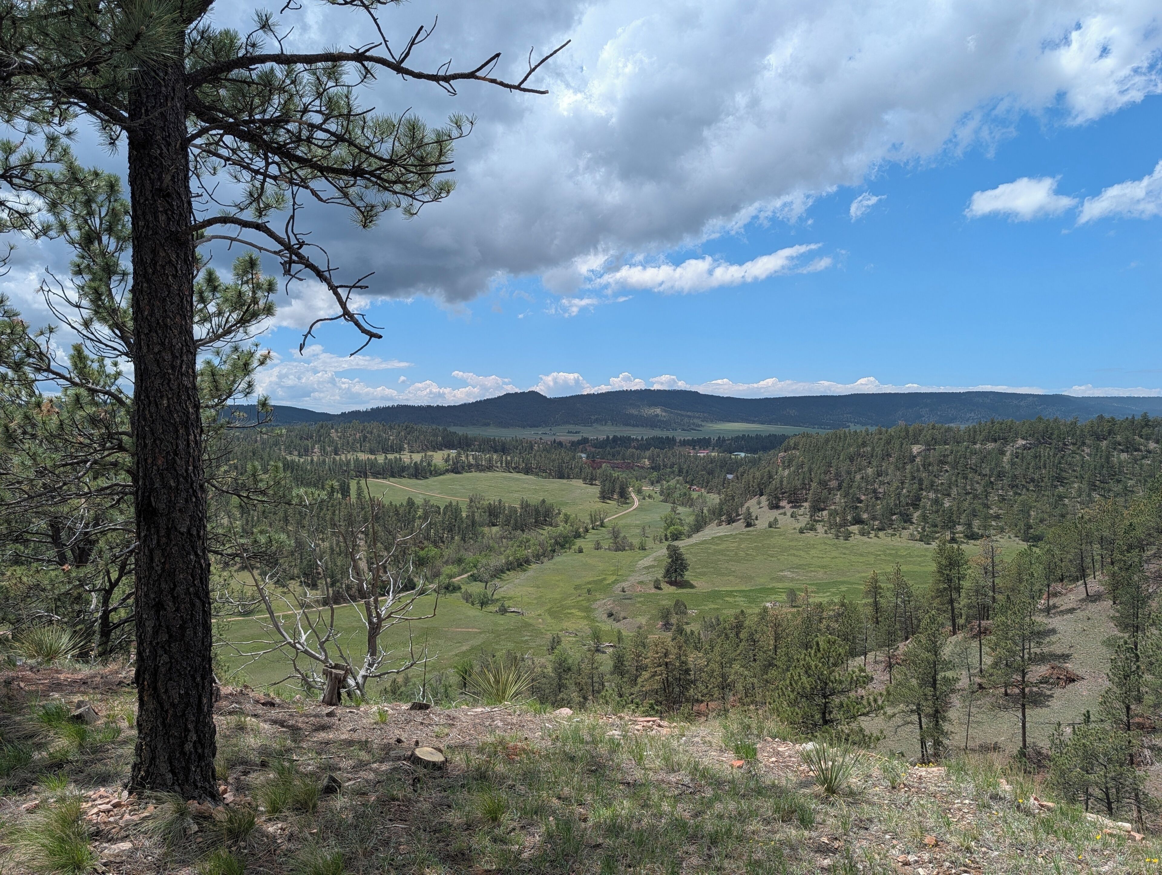 A mountainous landscape with a clear sky, a prominent tree in the foreground, and a valley with scattered trees.