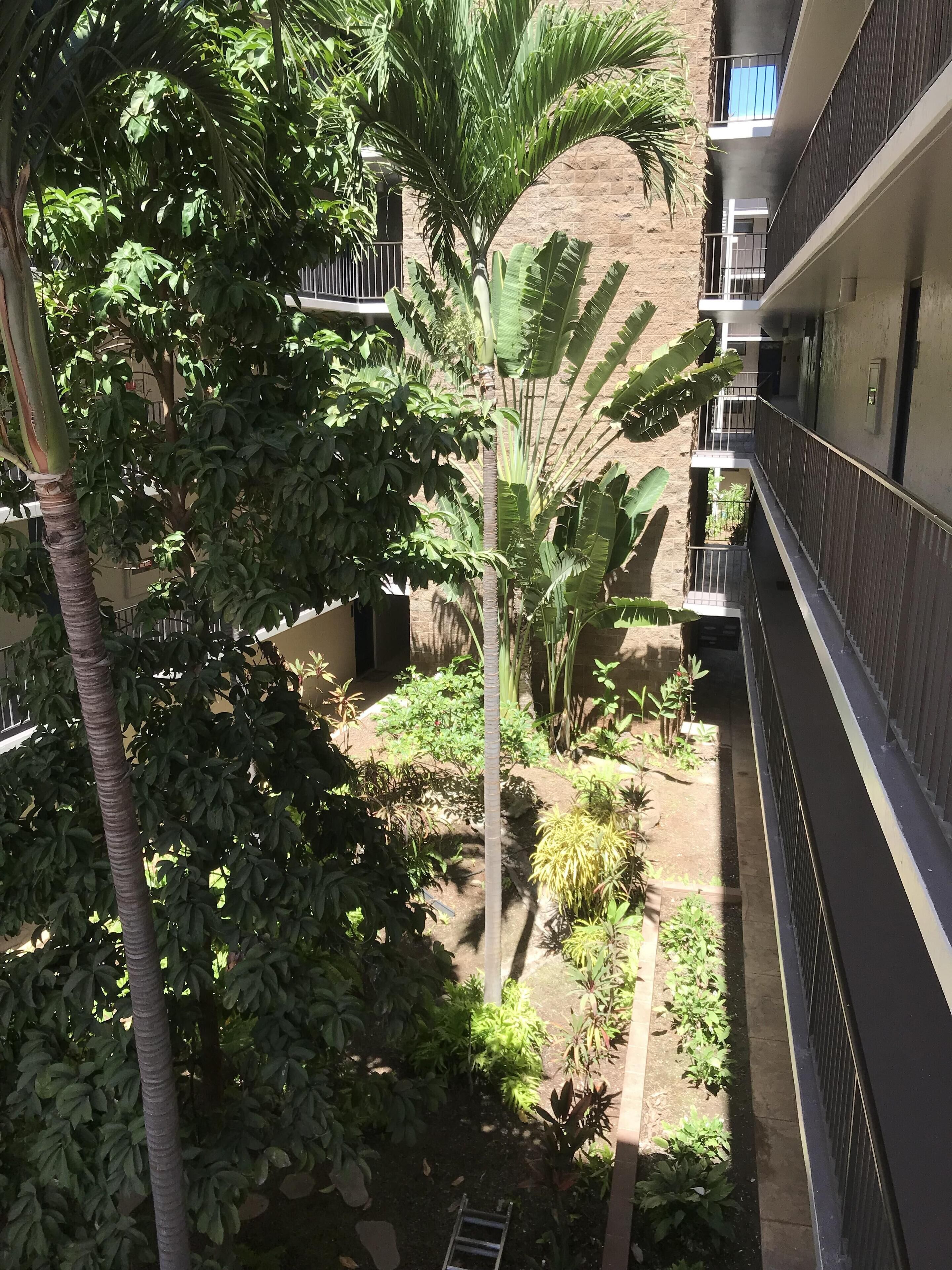 Un patio con diversas plantas, entre ellas una palmera y otra vegetación, rodeado por un edificio con balcones.