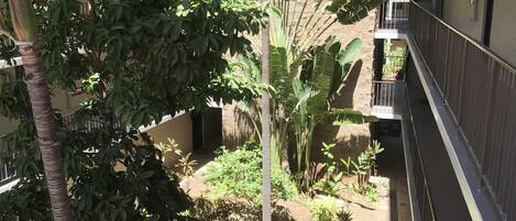 Un patio con diversas plantas, entre ellas una palmera y otra vegetación, rodeado por un edificio con balcones.