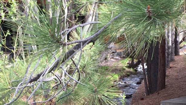 A stream flowing through a forested area with pine trees and a stone pathway.