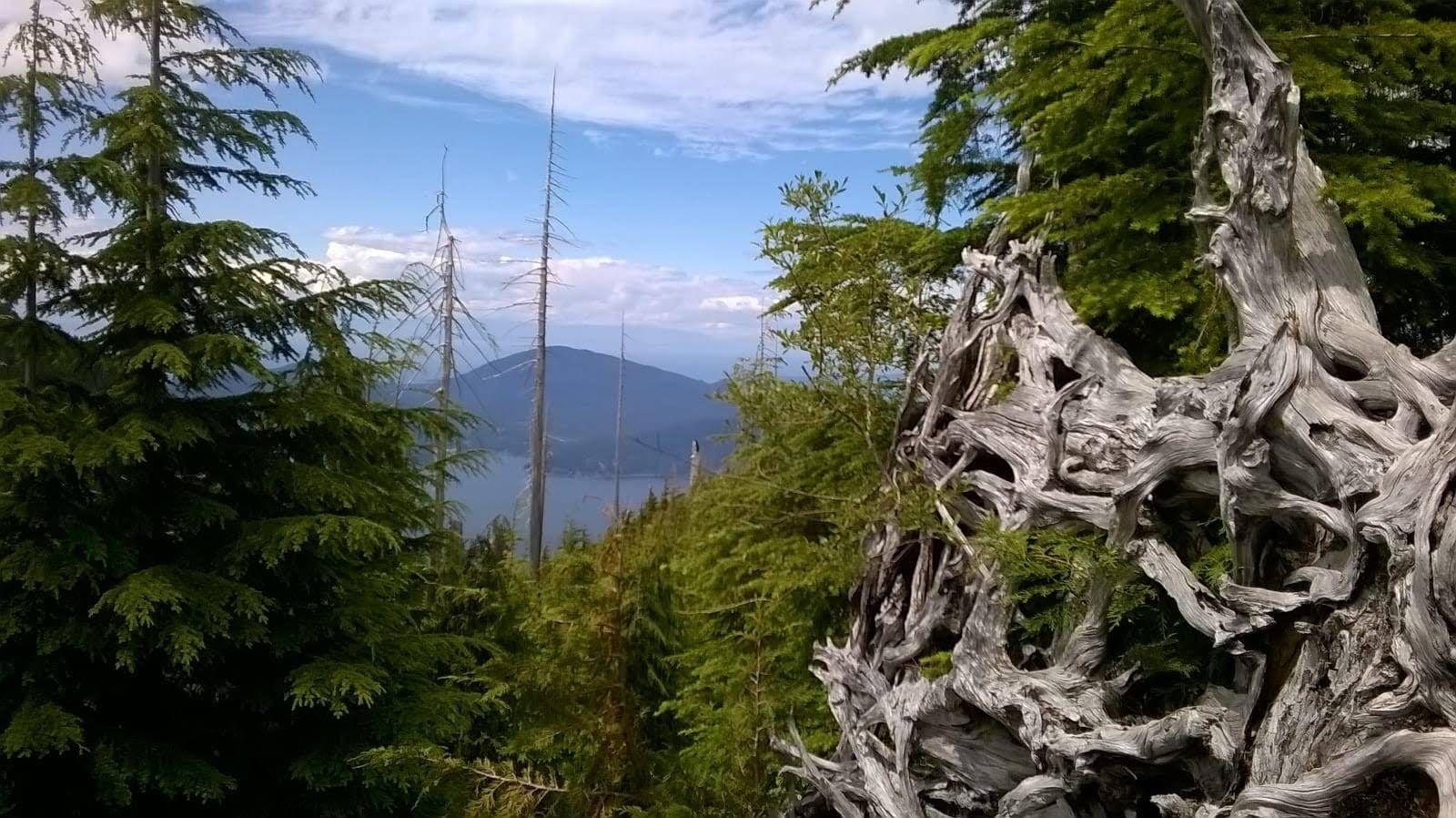 Area boschiva con un tronco d'albero contorto in primo piano e una montagna sullo sfondo.