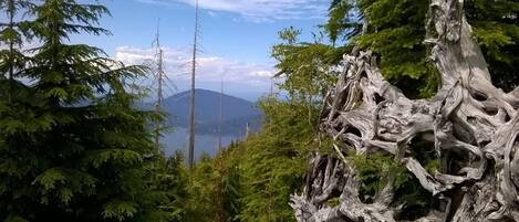 A forested area with a prominent, twisted tree trunk in the foreground and a mountain in the background.
