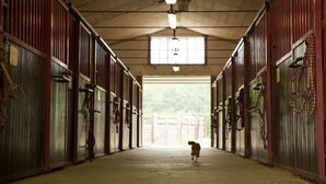 A barn with multiple stalls, each with a door and a hanging lead rope. - Agriturismo & Scuderia Fano's Farm (Suno)