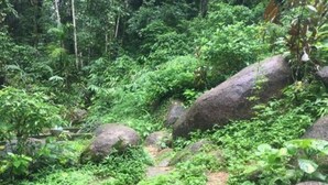 A dense forest with large rocks and lush green vegetation.