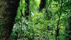 Un arroyo de agua natural rodeado de abundante follaje verde.