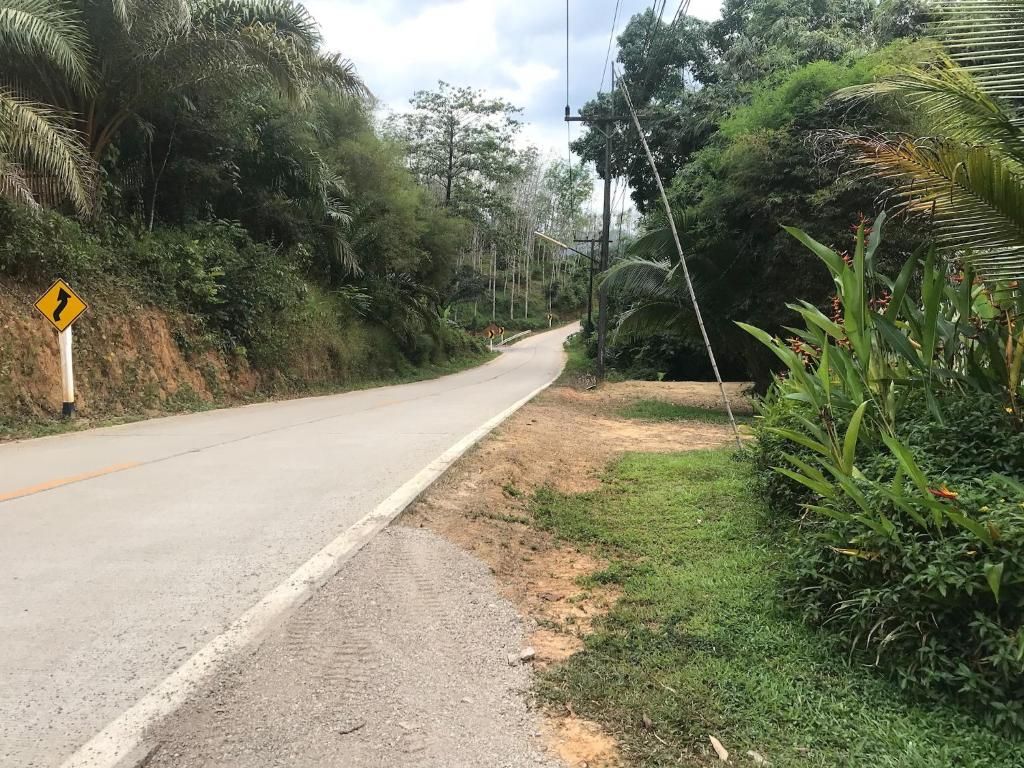 A narrow road with a curve warning sign, surrounded by dense vegetation and a clear sky.