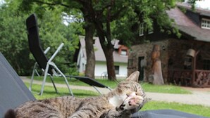 A cat lying on a chair in a garden with a stone building in the background. - Ferienhof Bohg (Burg (Spreewald))