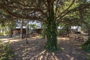 Garden - Masseria Citulo - Il Pino Grande (Andria)
