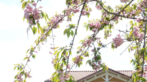 الردهة