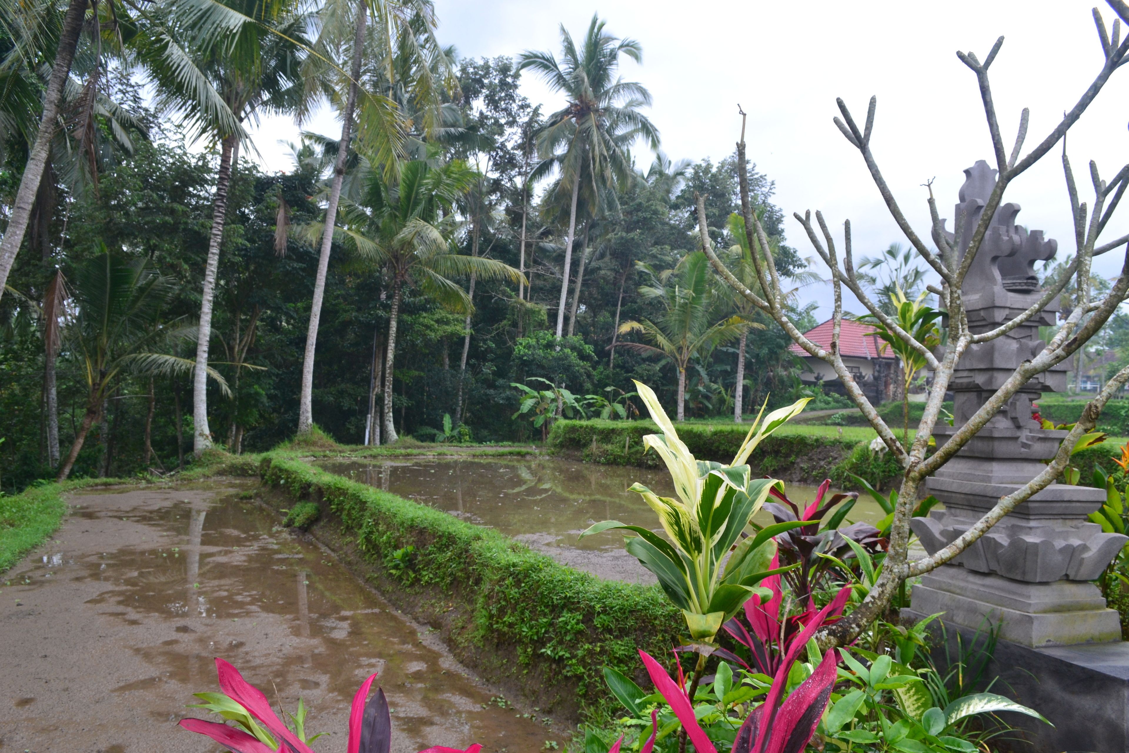 Foto - Buda Cottage Ubud