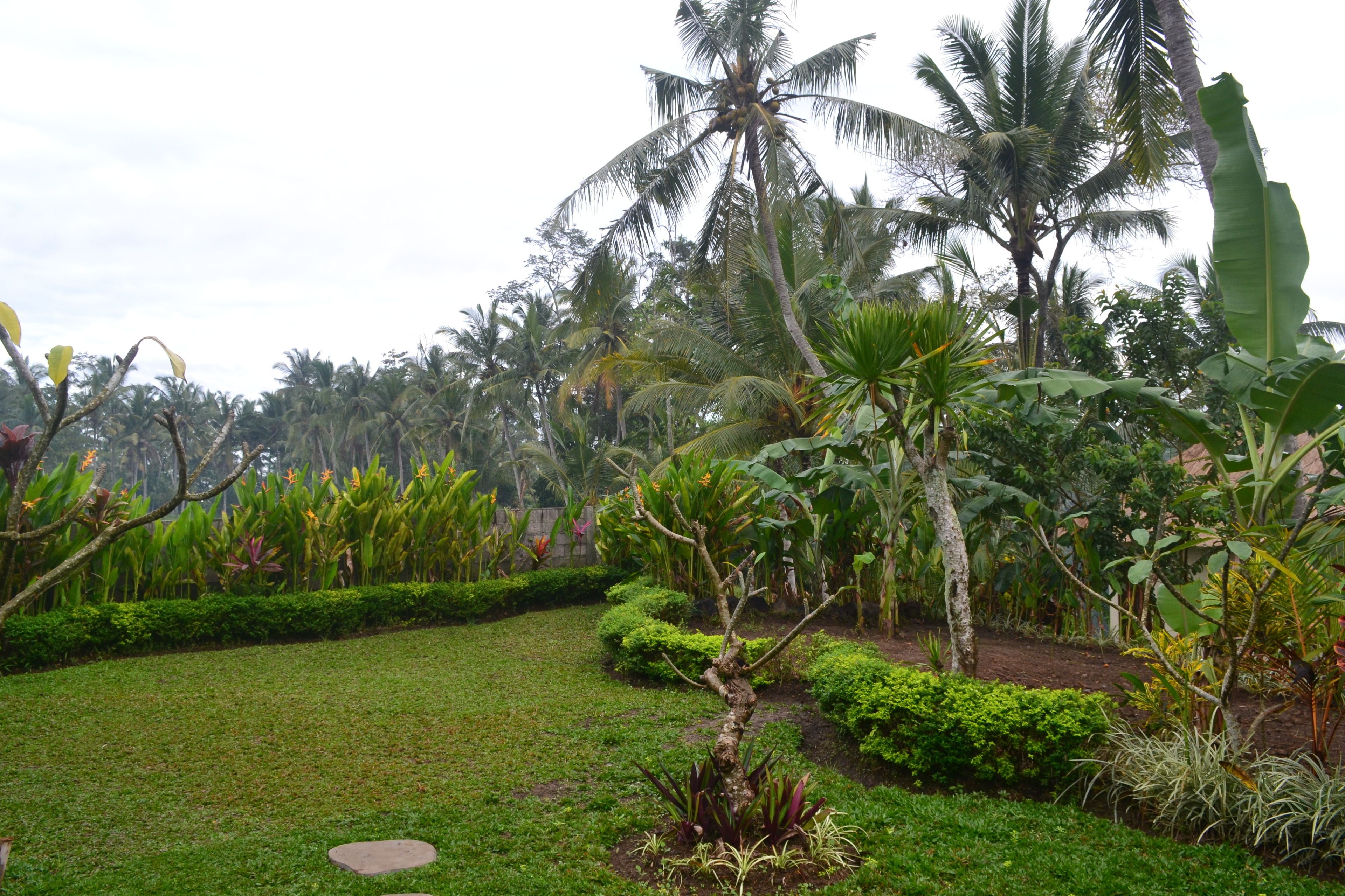 A lush garden with palm trees, banana plants, and various shrubs.