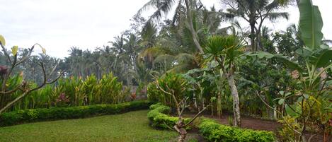A lush garden with palm trees, banana plants, and various shrubs.
