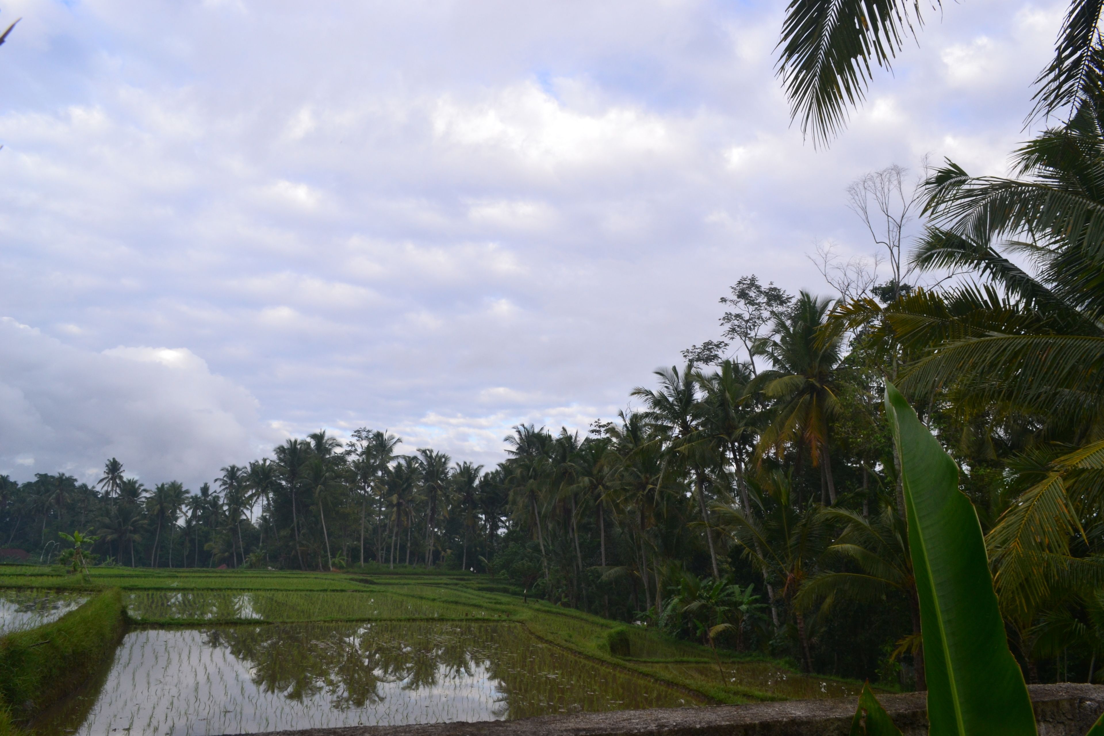 Foto - Buda Cottage Ubud