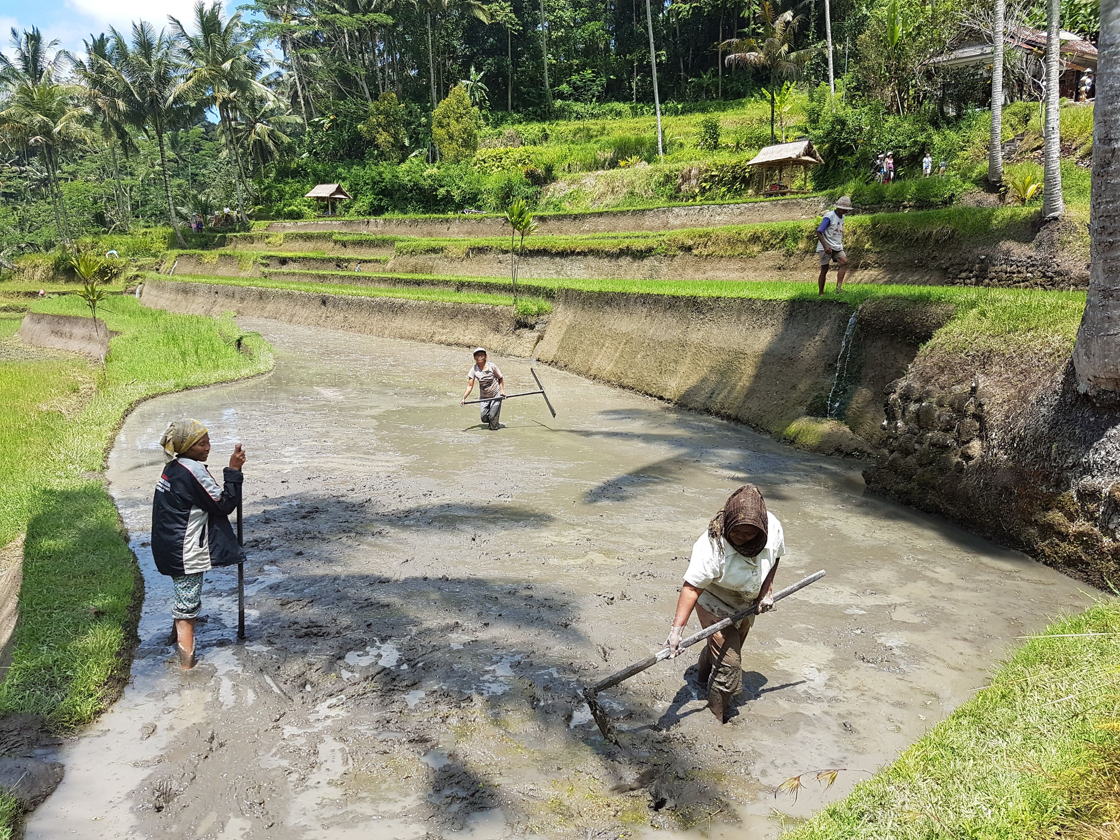 Foto - Buda Cottage Ubud