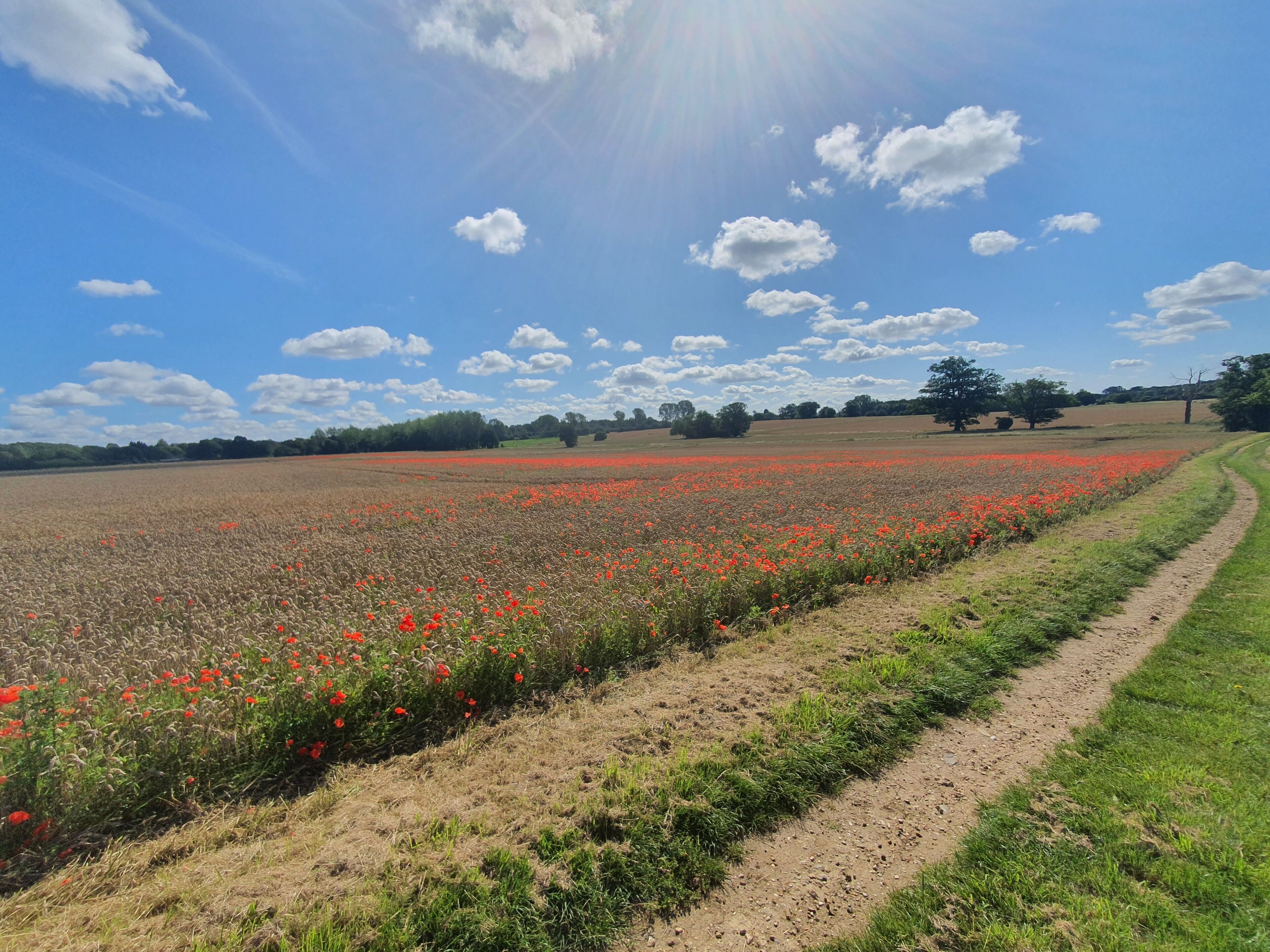 Un campo de amapolas rojas con un sendero de tierra y árboles al fondo bajo un cielo despejado.