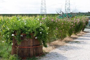 Exterior - Fattoria del Nonno Berto (Cortona)