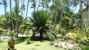 A lush garden with palm trees, various tropical plants, and a well-maintained lawn. - Albatros (Cabarete)